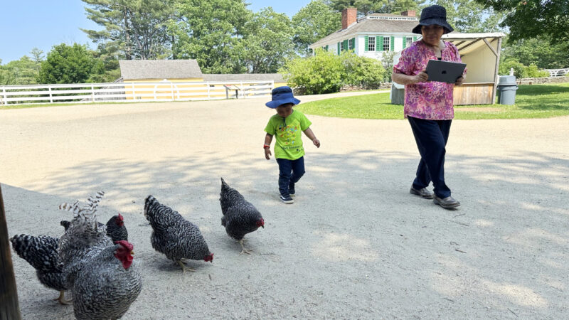 施設内を自由に歩き回る鶏
