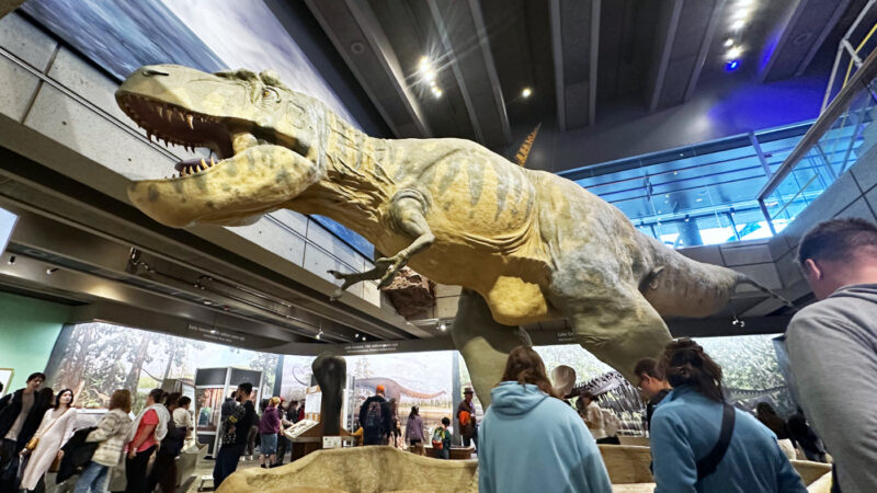 ティラノサウルスの模型