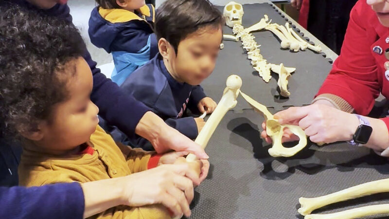 スタッフの説明を聞きながら骨の体験に参加する子ども