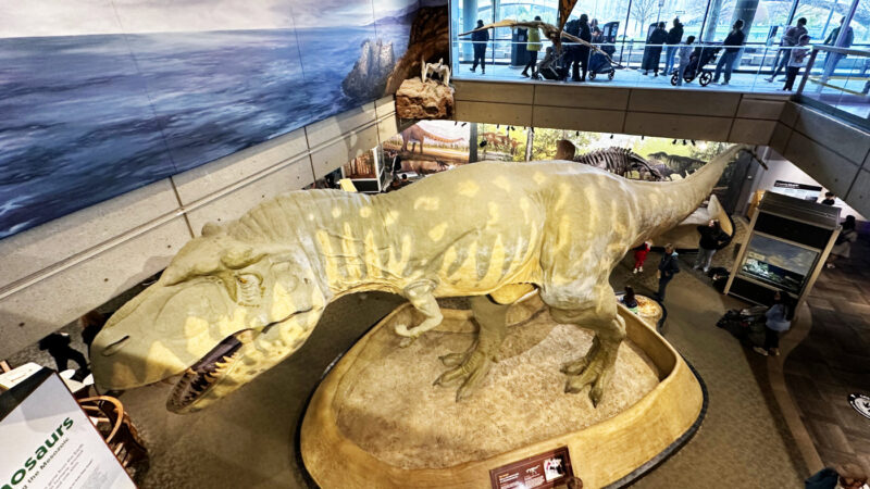 実物大ティラノサウルス模型