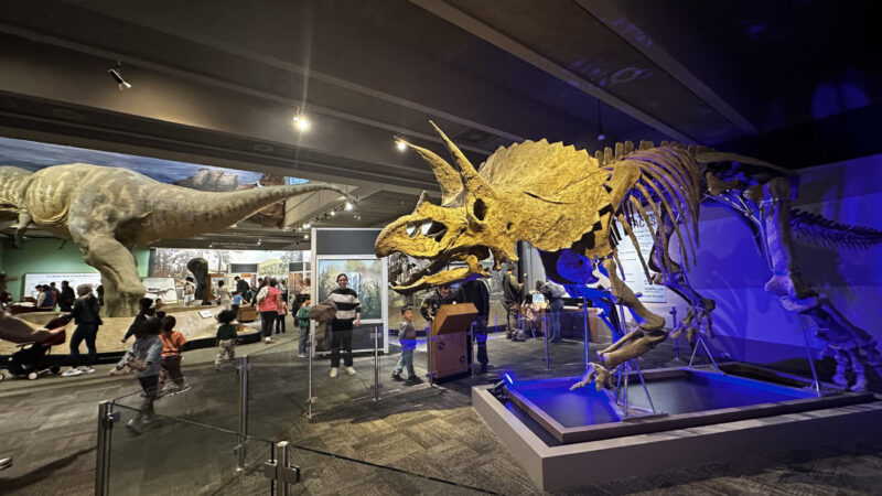 トリケラトプスの化石展示